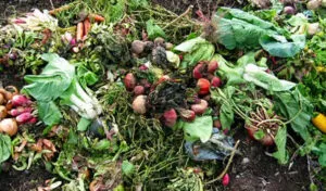 Scarti vegetali e ortaggi destinati al compostaggio
